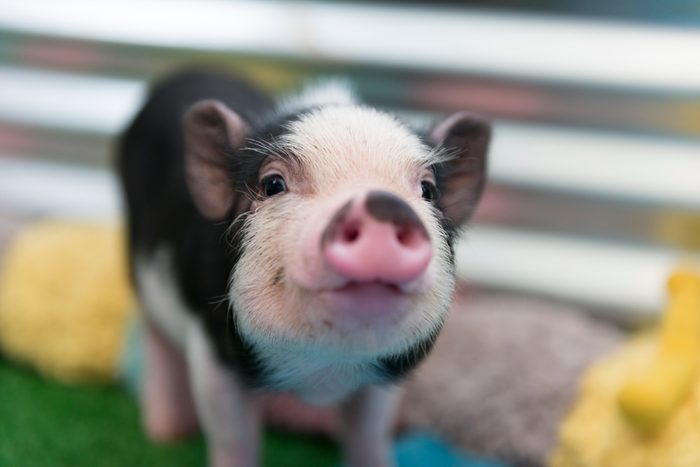 40 of the Cutest Pig Pictures to Brighten Your Day