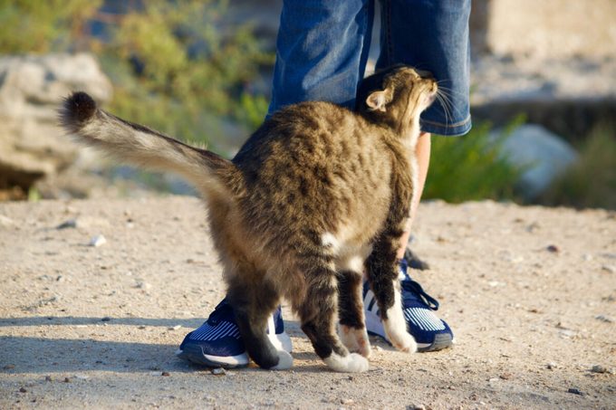 Why Do Cats Rub Against You? A Cat Behavior Expert Explains