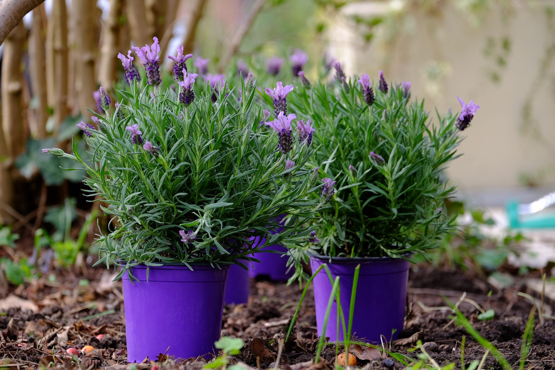 Lavender plant in a flowerpot.