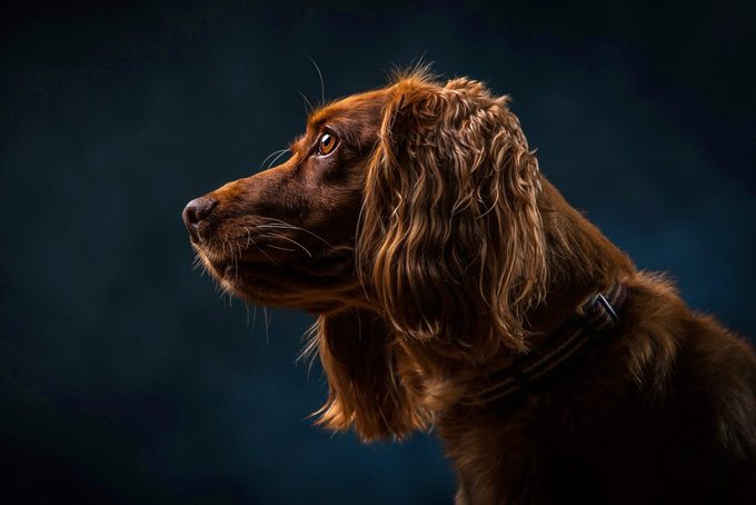 Can Dogs See in the Dark? All About Dogs and Night Vision