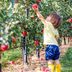 The Best Place to Go Apple Picking in Every State