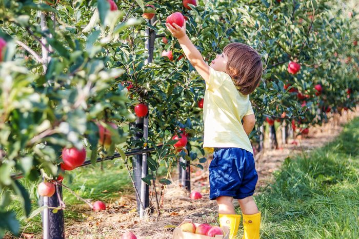 The Best Place to Go Apple Picking in Every State