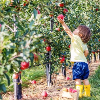 Child picking apple from tree in orchard, surrounded by lush greenery and a wooden crate filled with apples on the ground.