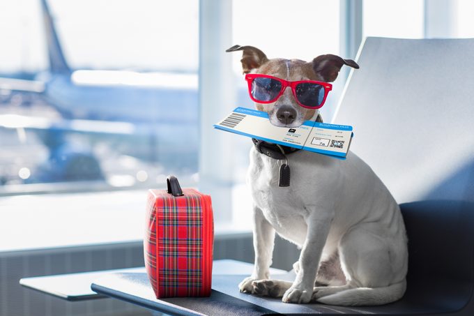 How to Get Through a TSA Security Line With Your Pet