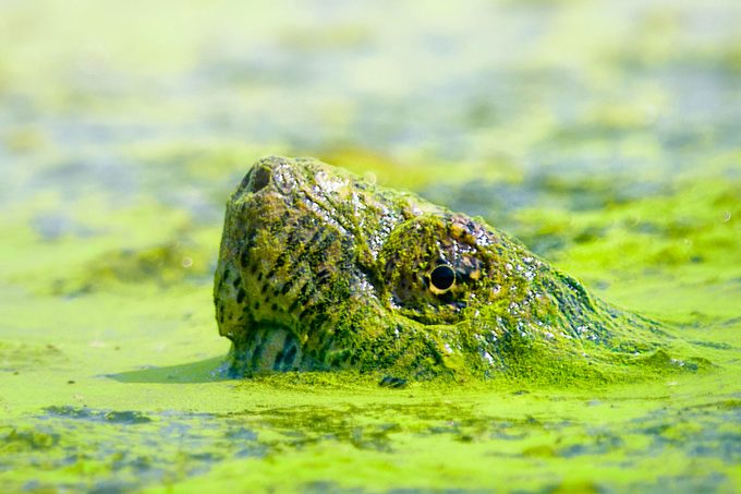 Meet Chonkosaurus, the Viral Massive Snapping Turtle In the Chicago River