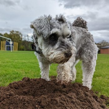 Dog stands over dug dirt, grassy field, cloudy sky, and distant goalposts in the background.