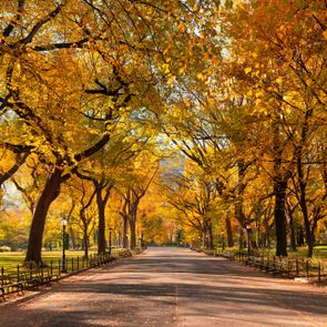 Path lined with benches sits beneath vibrant autumn trees in a sunlit park.