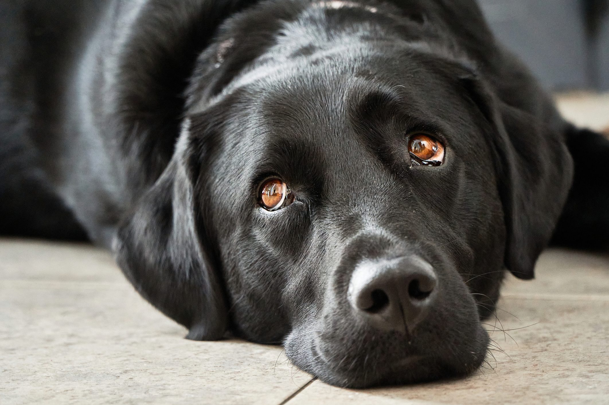 labrador portrait close eyes