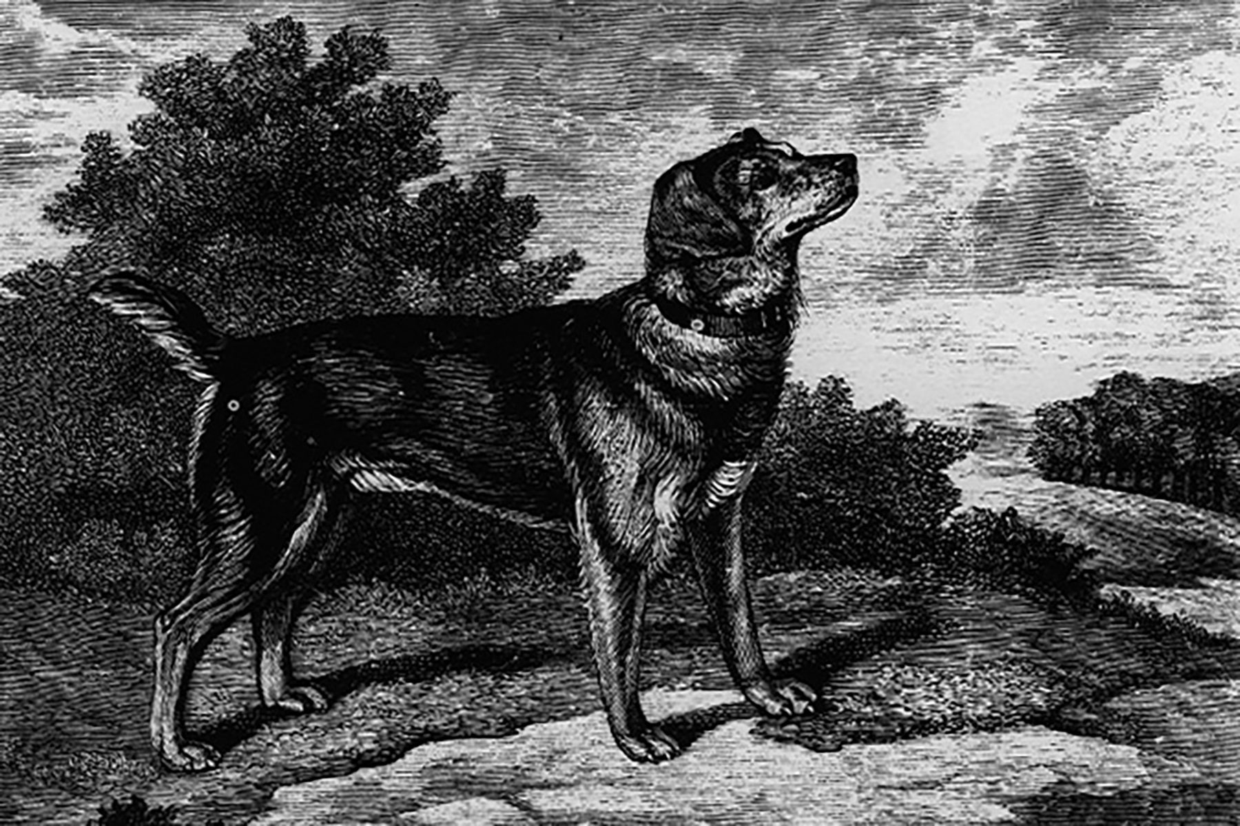 Old English Black And Tan Terrier 