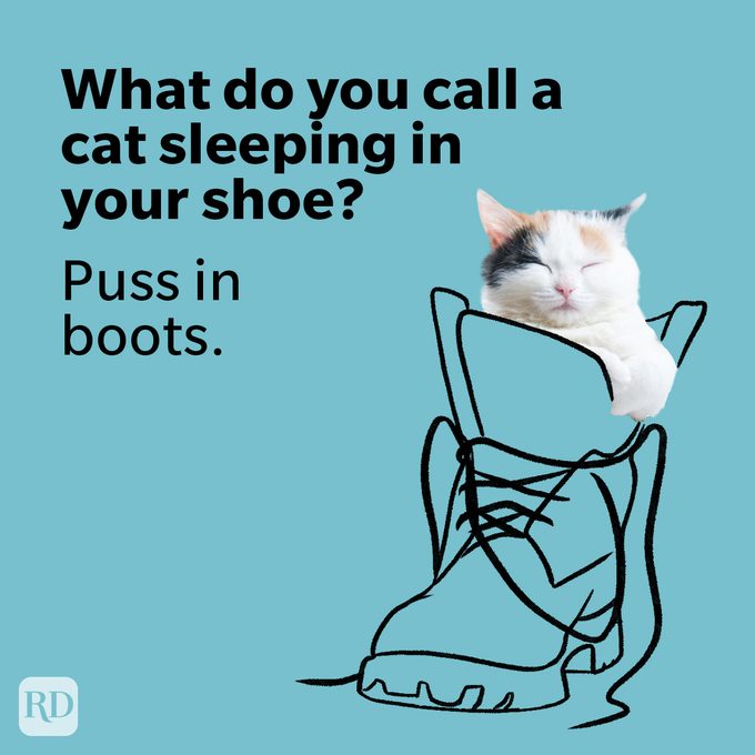 50 Cat Puns That Are Paws-itively Purrfect