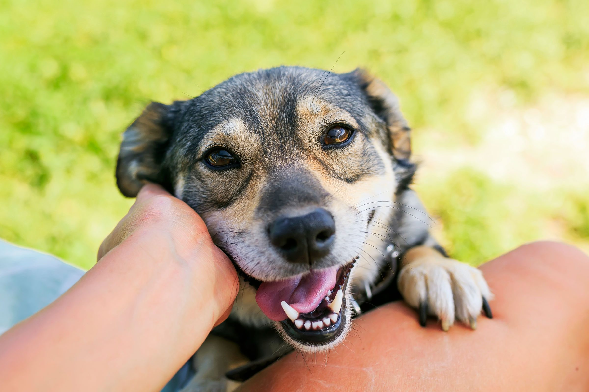 hand petting a dog's face