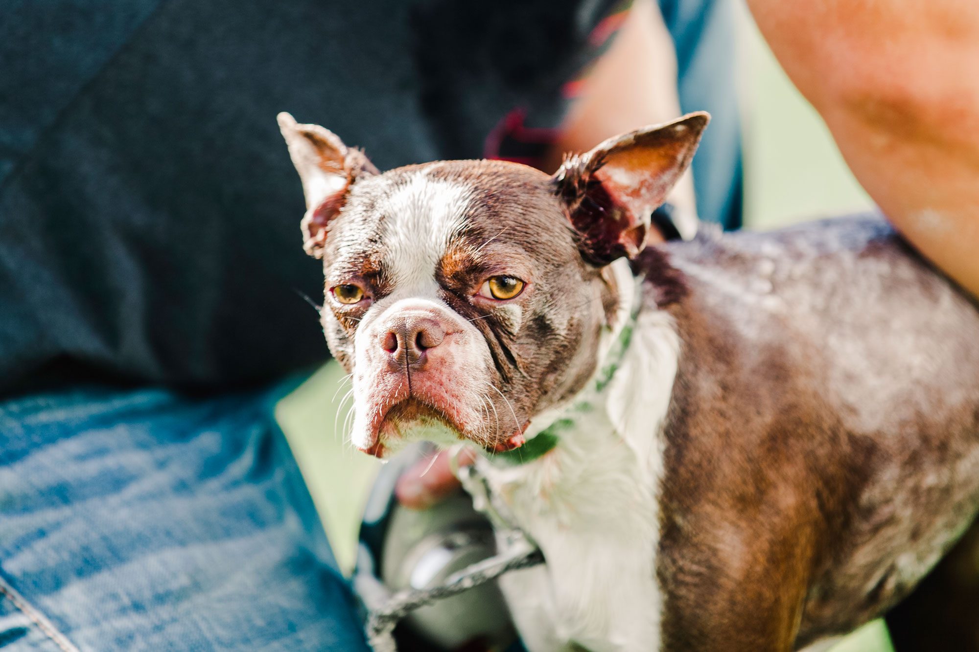 Dog with wet fur stands alert, surrounded by people in casual clothing outdoors.