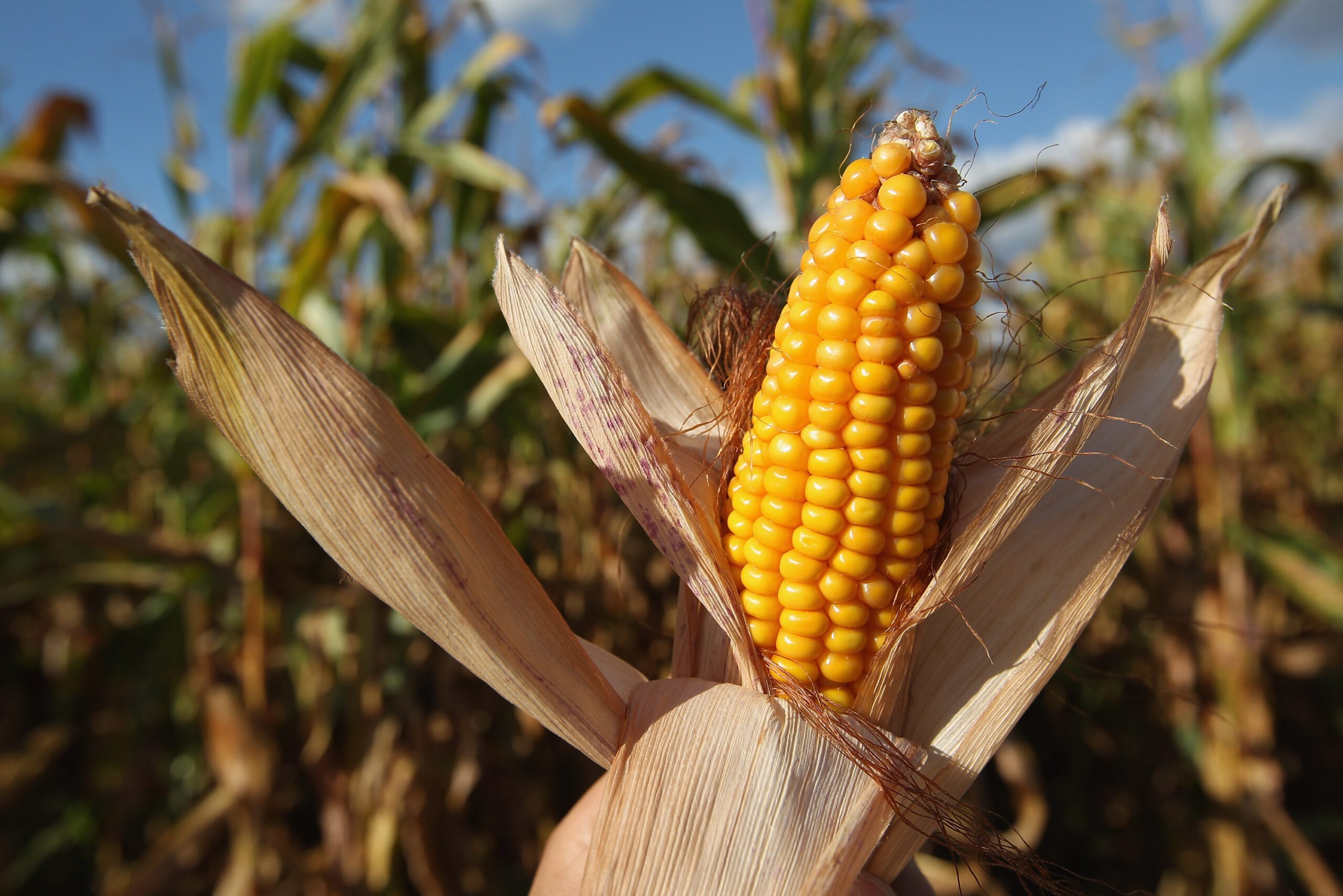 Ear of yellow corn in a field