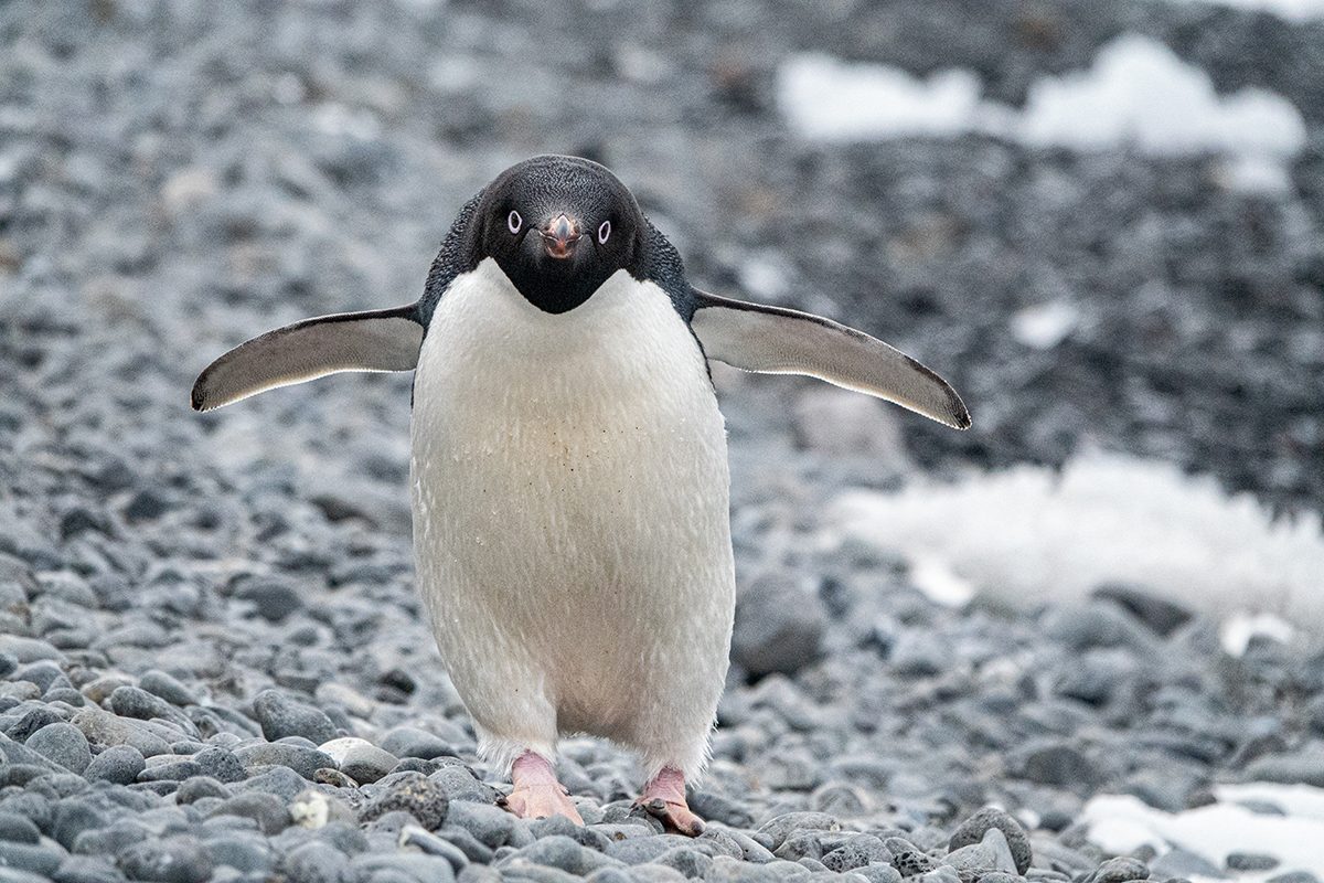7 Penguin Facts That Were Hidden For A Century Gettyimages 1196519500