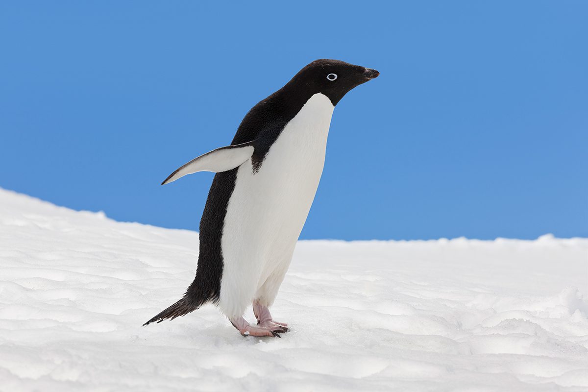 7 Penguin Facts That Were Hidden For A Century Gettyimages 174879366