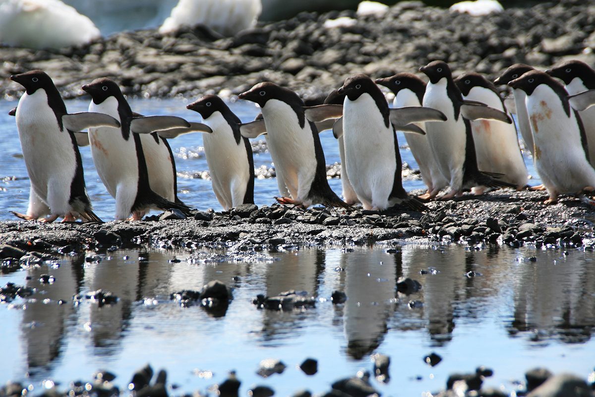 7 Penguin Facts That Were Hidden For A Century Gettyimages 179054597
