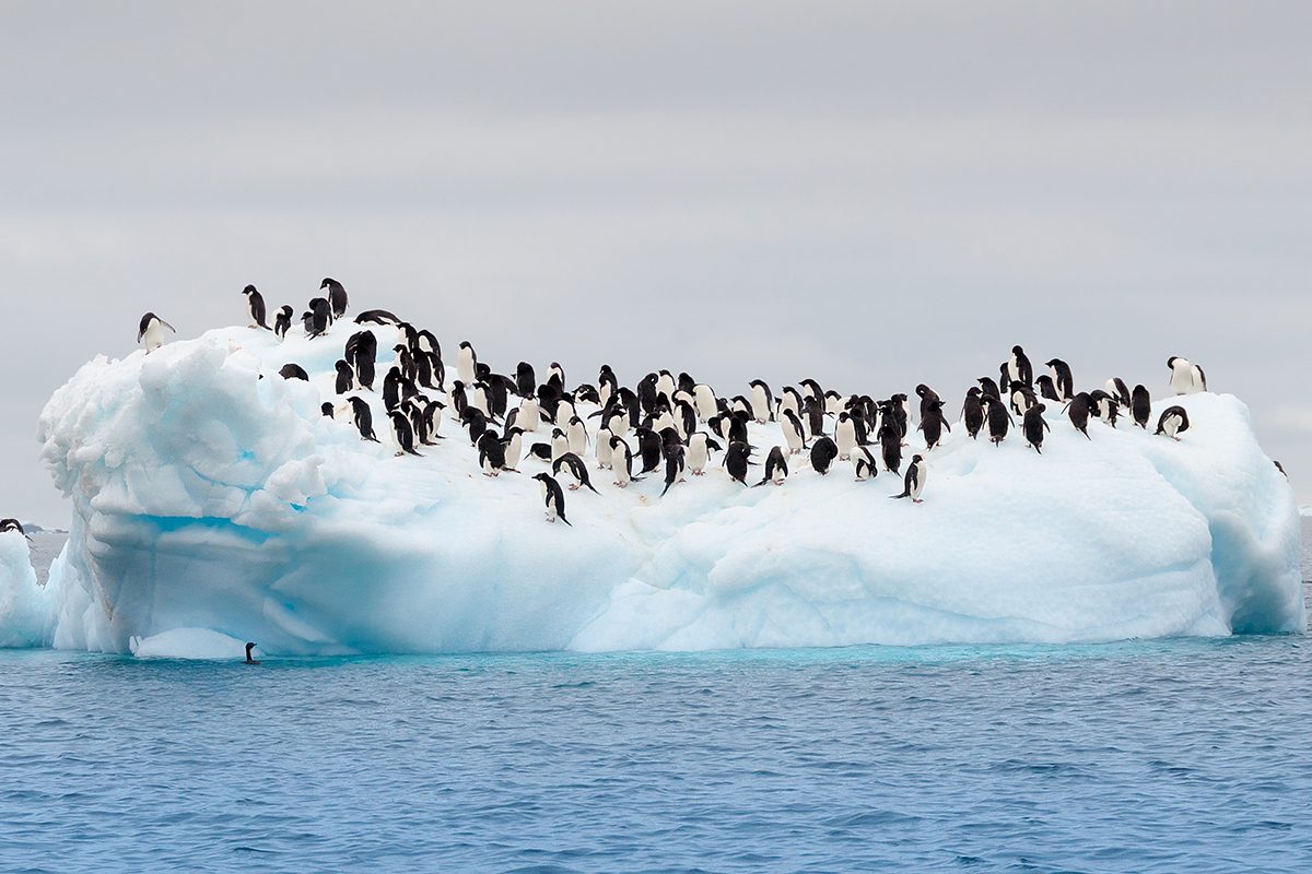 7 Penguin Facts That Were Hidden For A Century Gettyimages 480176067