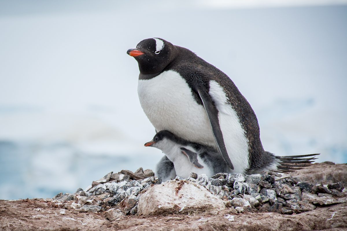 7 Penguin Facts That Were Hidden For A Century Gettyimages 515307504