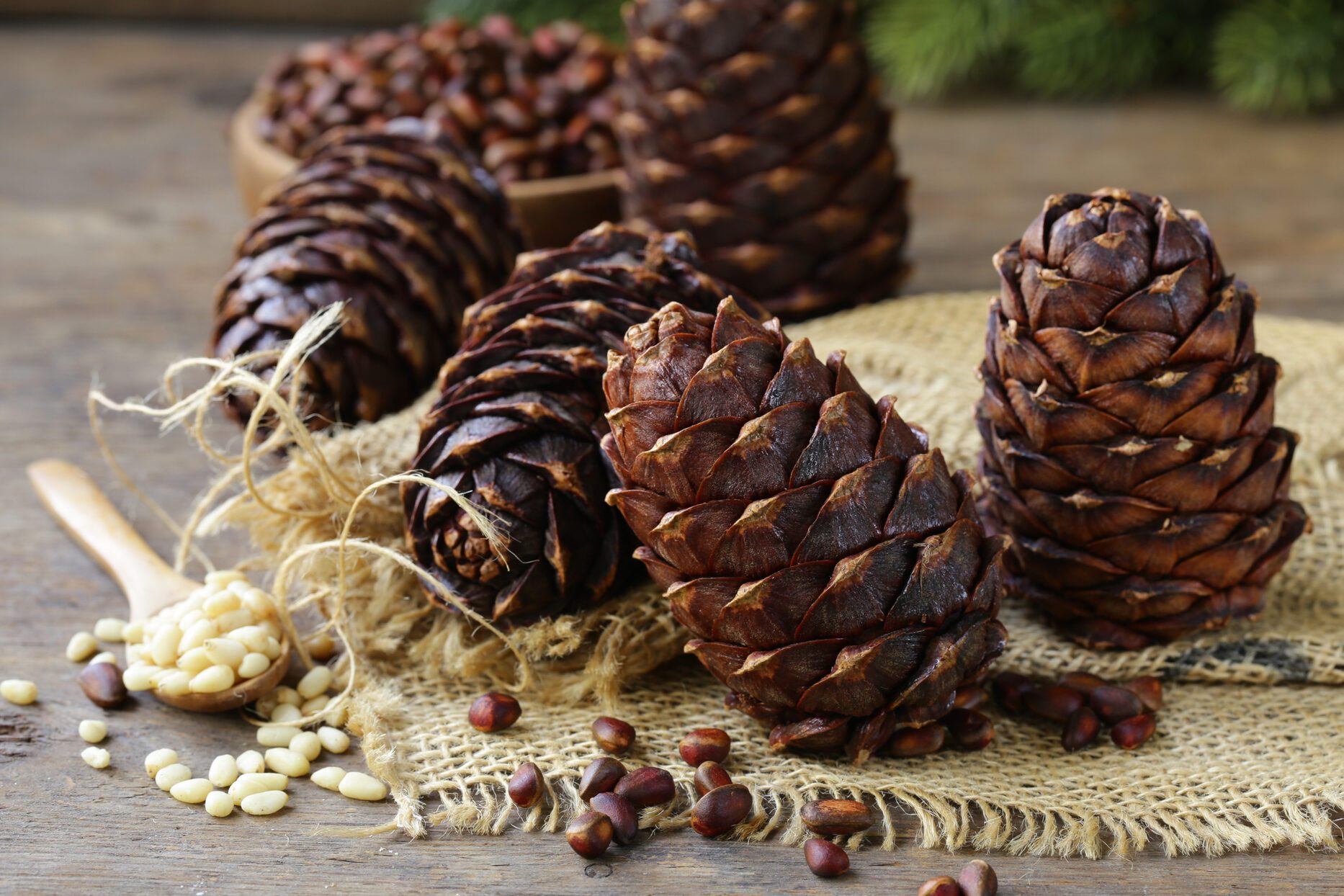 pine cones and nuts