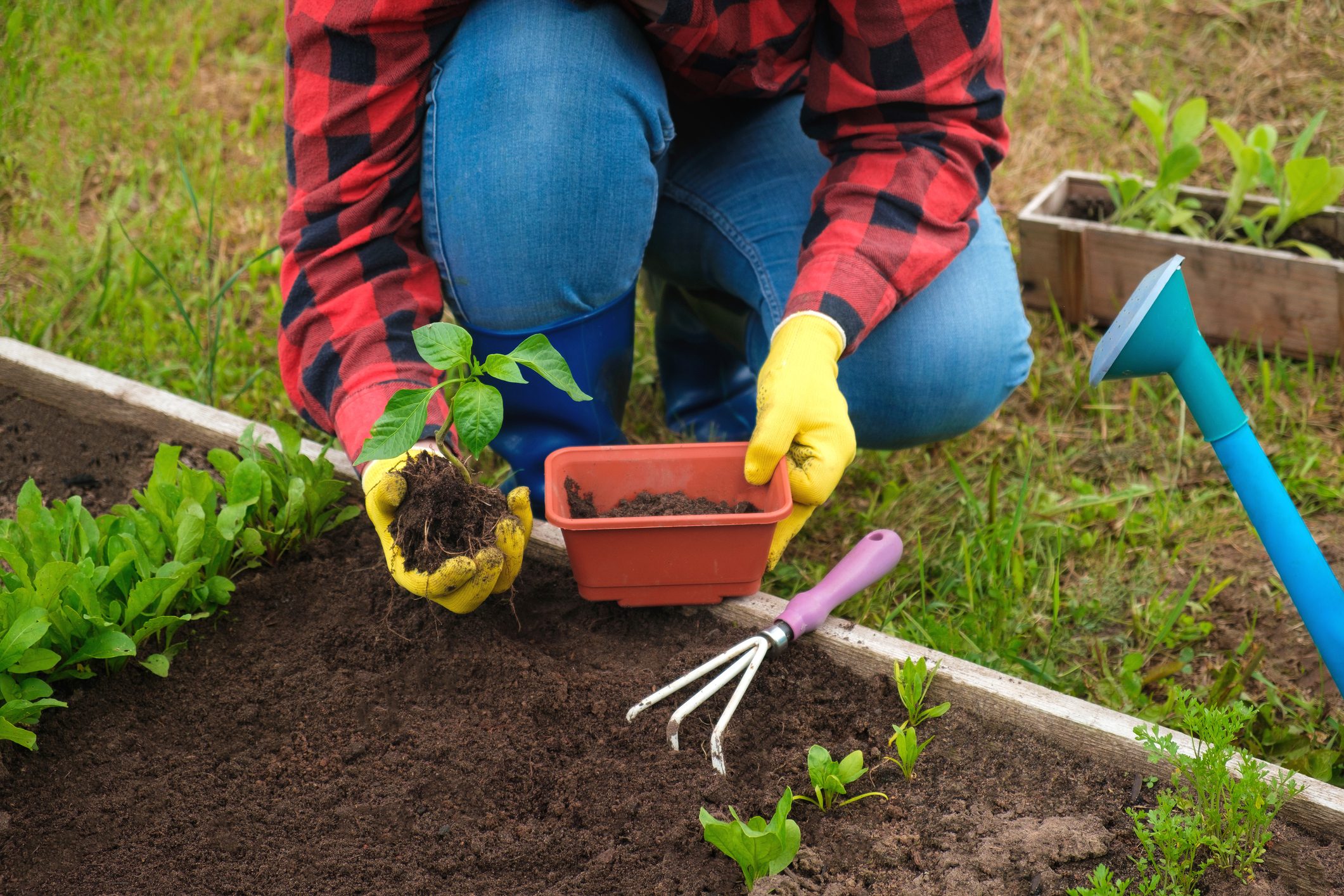 Hand of gardener seedling young vegetable plant in the fertile soil. Woman's hands in yellow gloves and red shirt is gardening. Female farmer planting peppers in the ground. Organic Cultivation.
