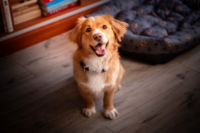 The Most Popular Dog Names in Each State