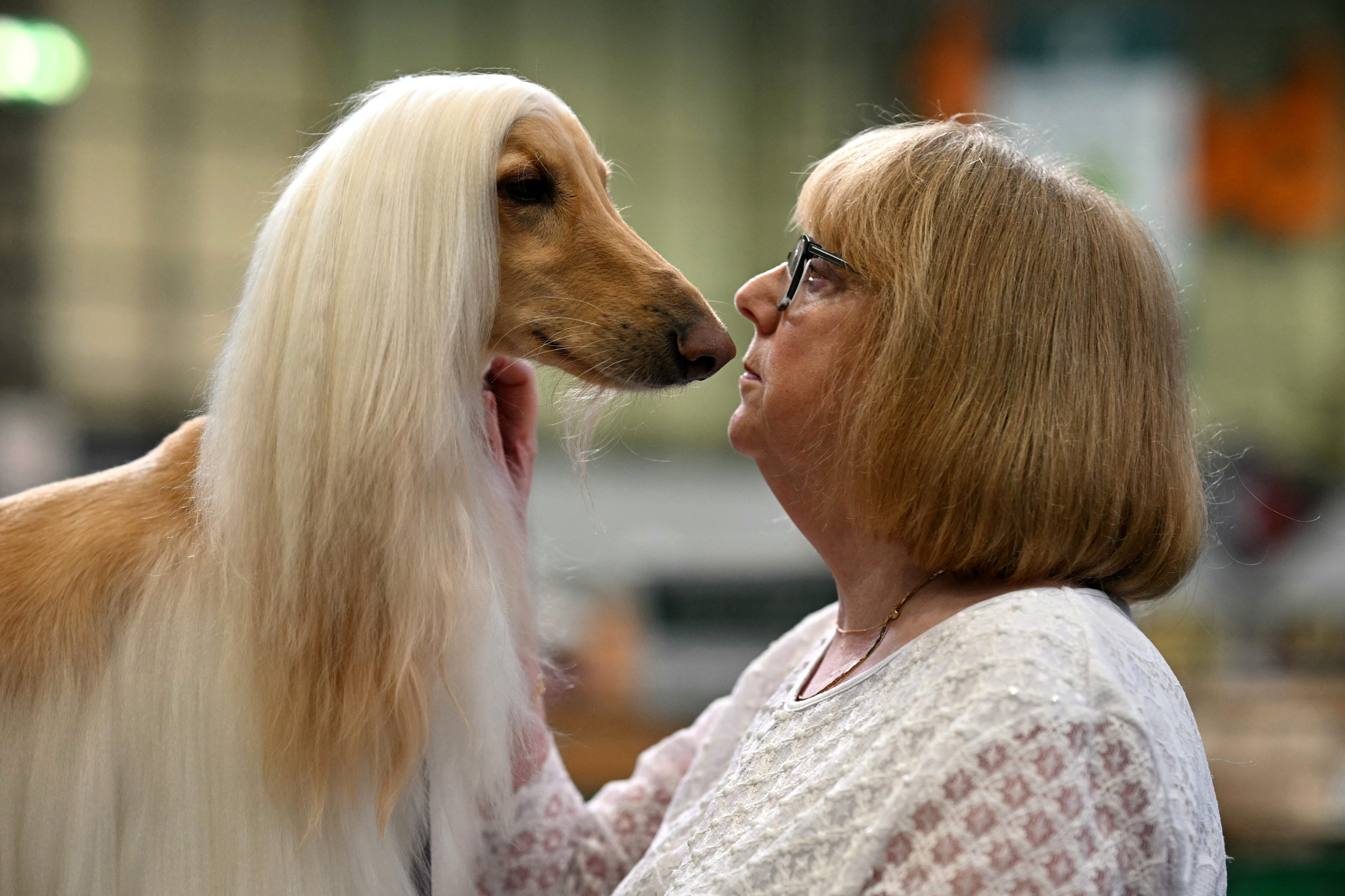 Afghan dog with long hair nose to nose with its owner