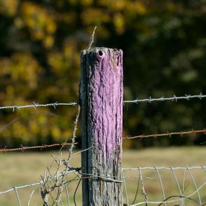 Purple paint on the fenceposts means 