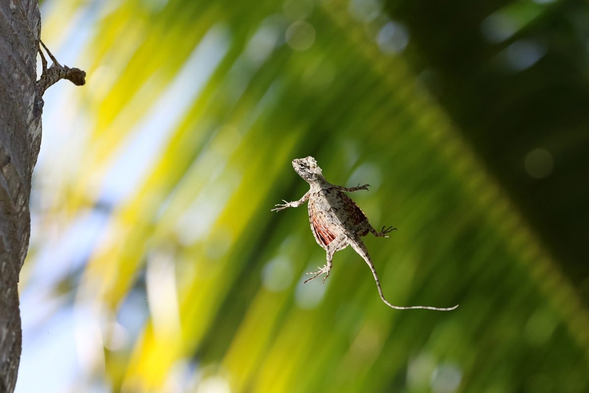 draco lizard flying in a rainforest