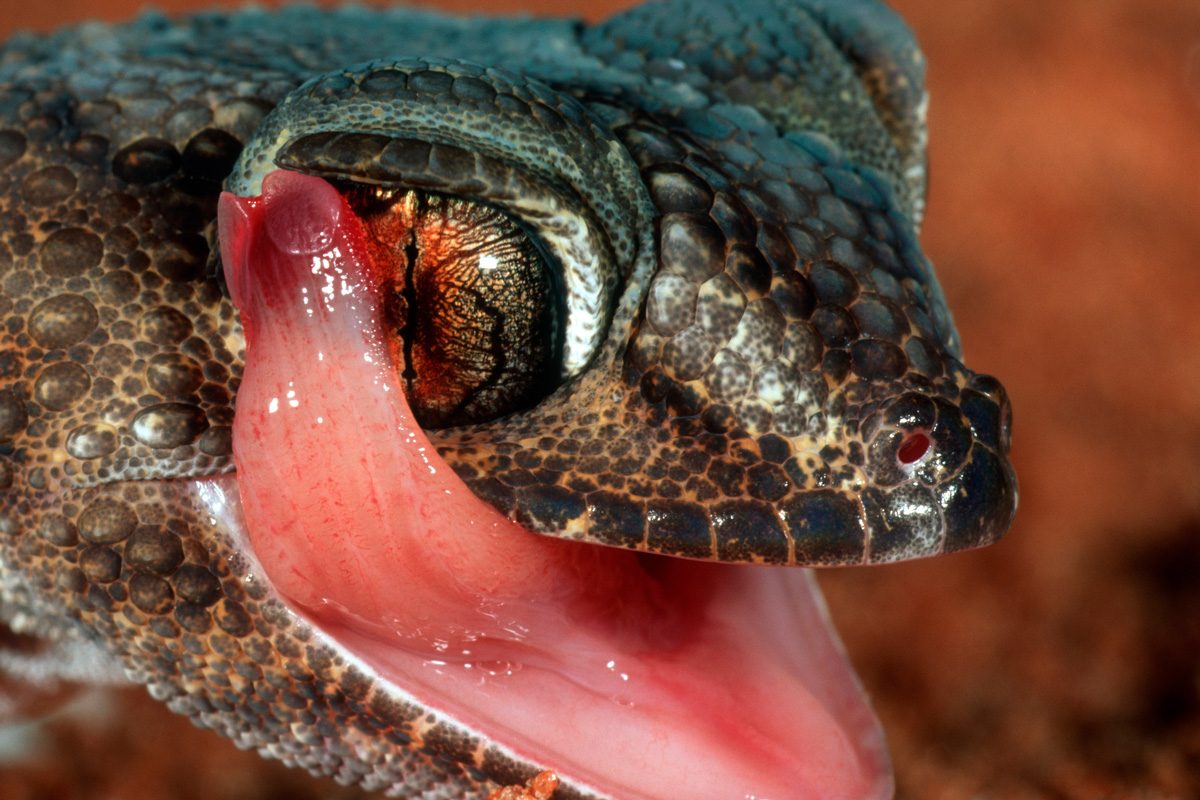 gecko using its tongue to clean its eyes