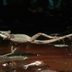 8 Animals You Never Knew Could Walk on Water