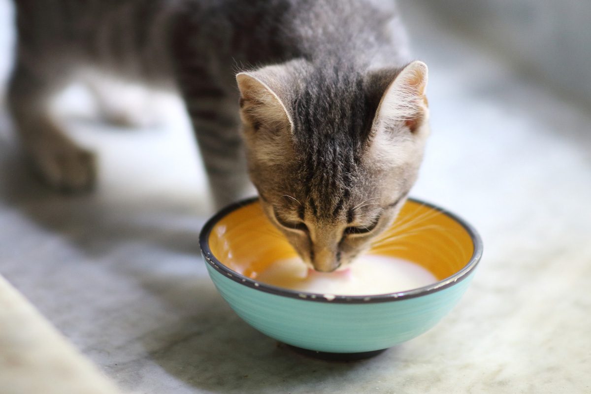 cat drinking milk