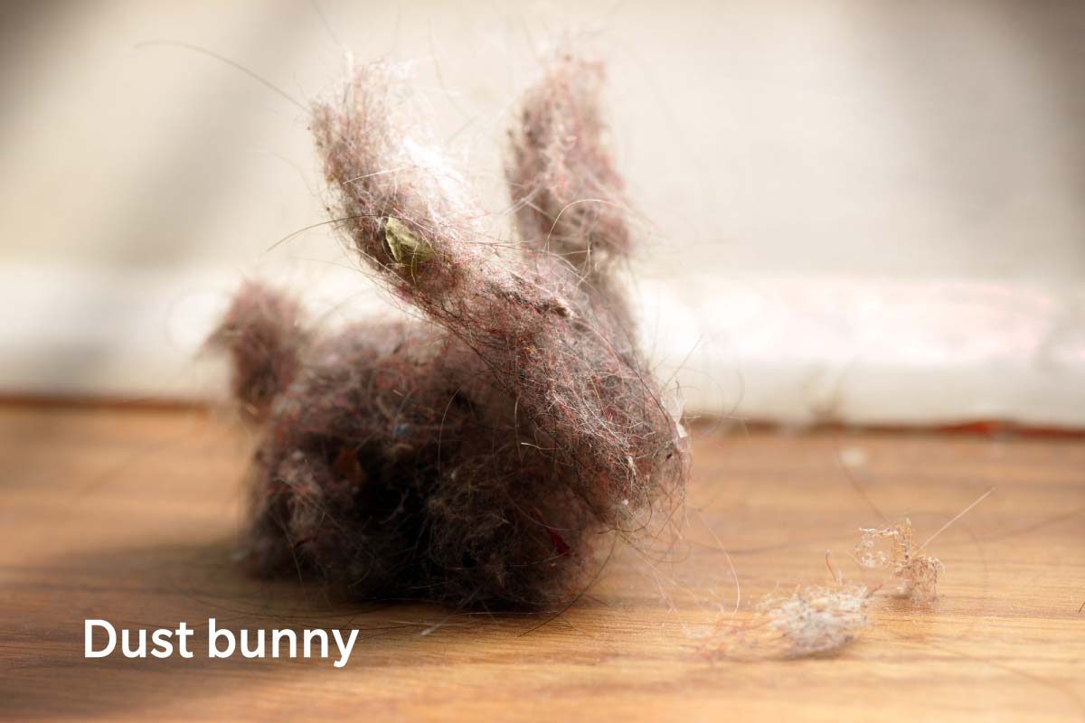 Dust Bunny