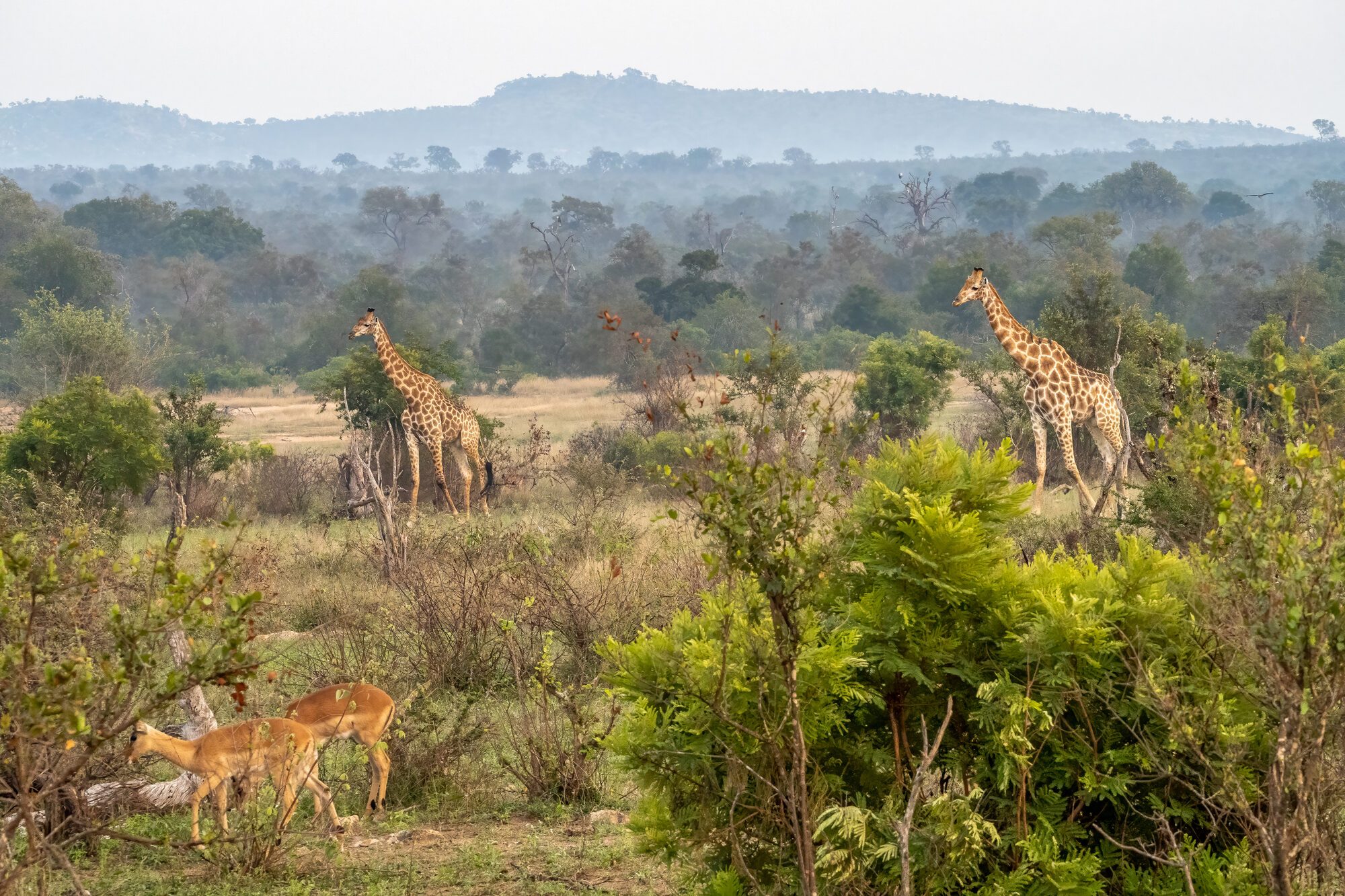 Trees on field against sky,Kruger National Park,South Africa