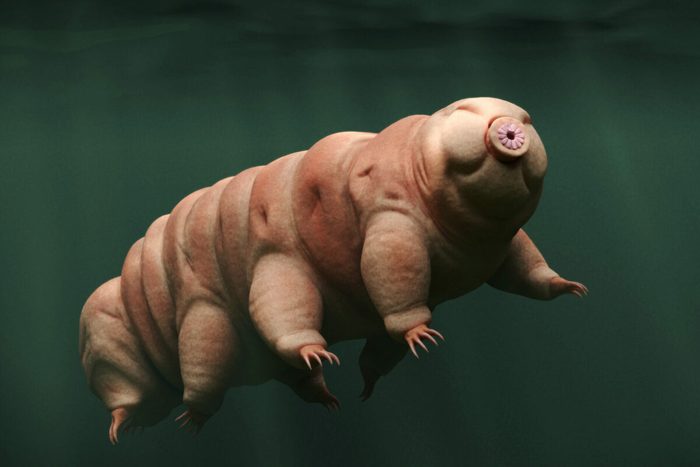 The Strangest Animal Found in Each State