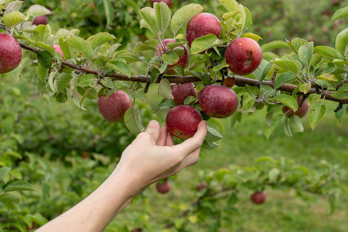 The Best Place To Go Apple Picking In Every State Gettyimages 1177717727