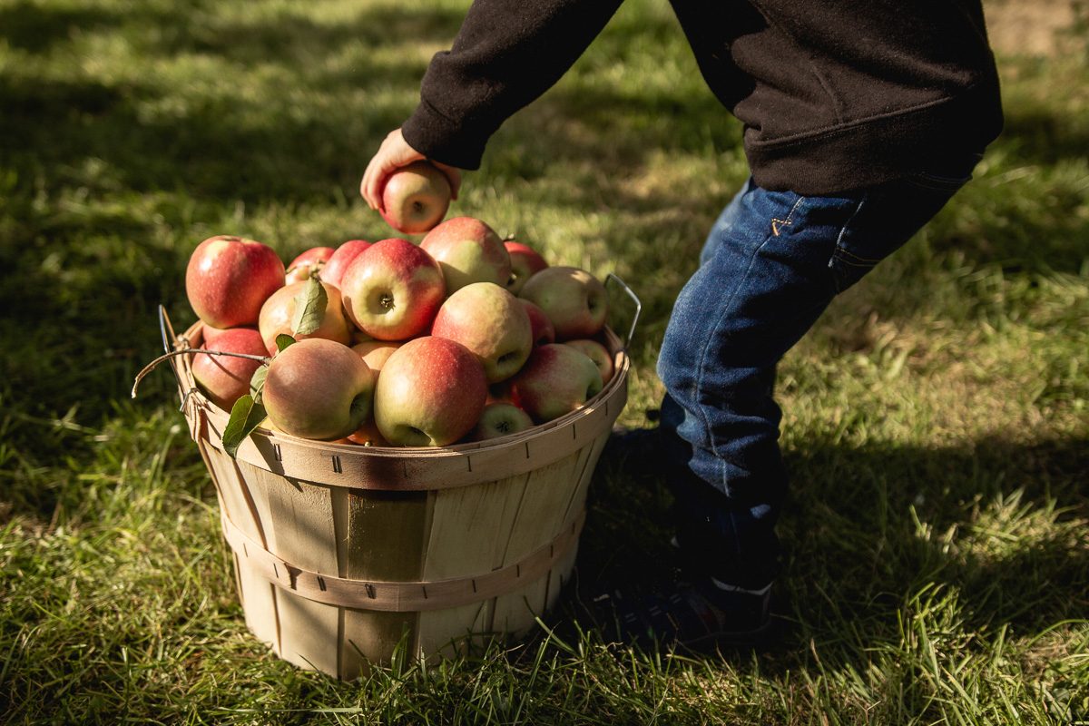 small boy picking apples in an orchard