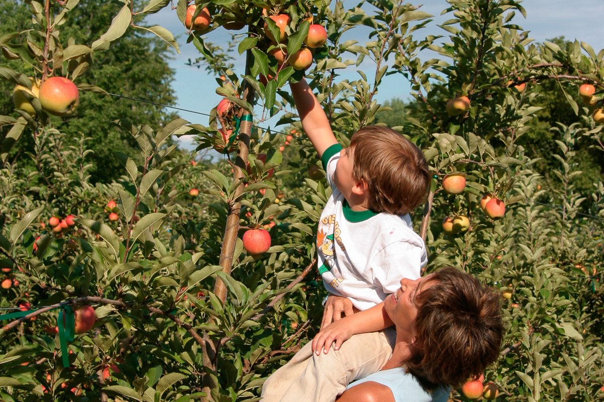 mother and son picking apples in an orchard