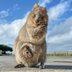 This Is the Happiest Animal in the Worldâ€”and It's the Cutest Thing You'll Ever See