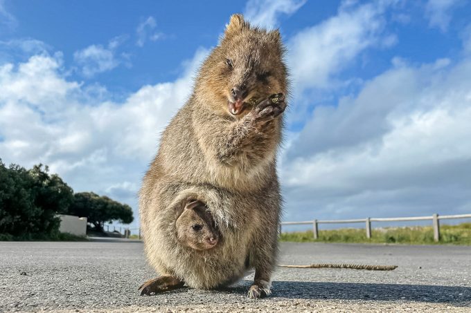 The Happiest Animal in the World Is the Cutest Thing You’ll Ever See