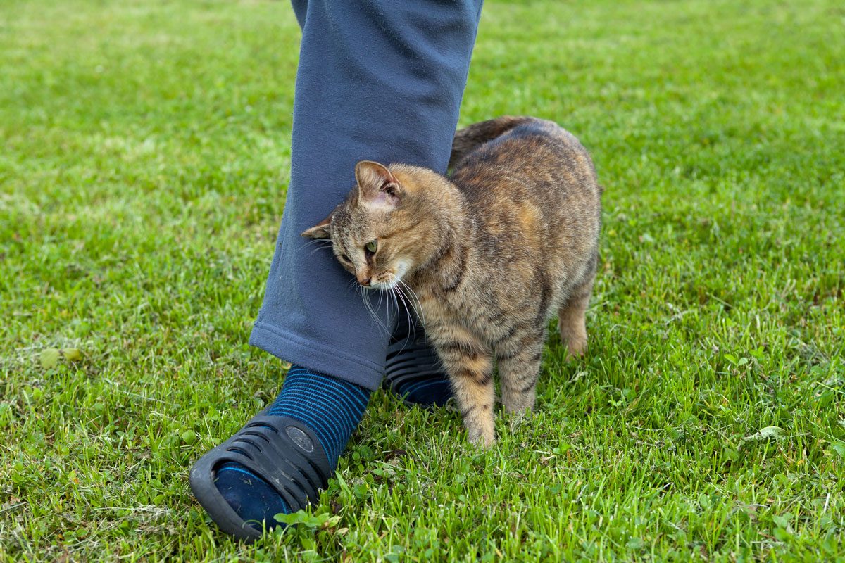 cat rubbing against person's leg