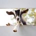 35 Goat Pictures That Are Perfect for Kidding Around