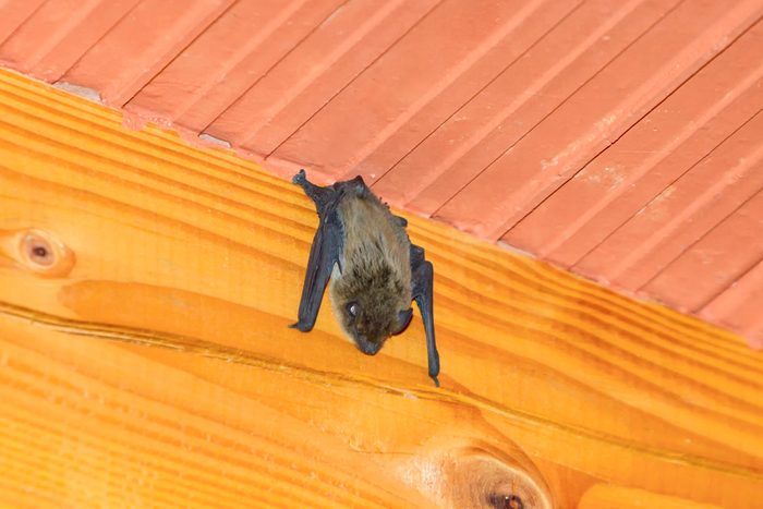 6 Clear Signs Your House Has a Bat Infestation