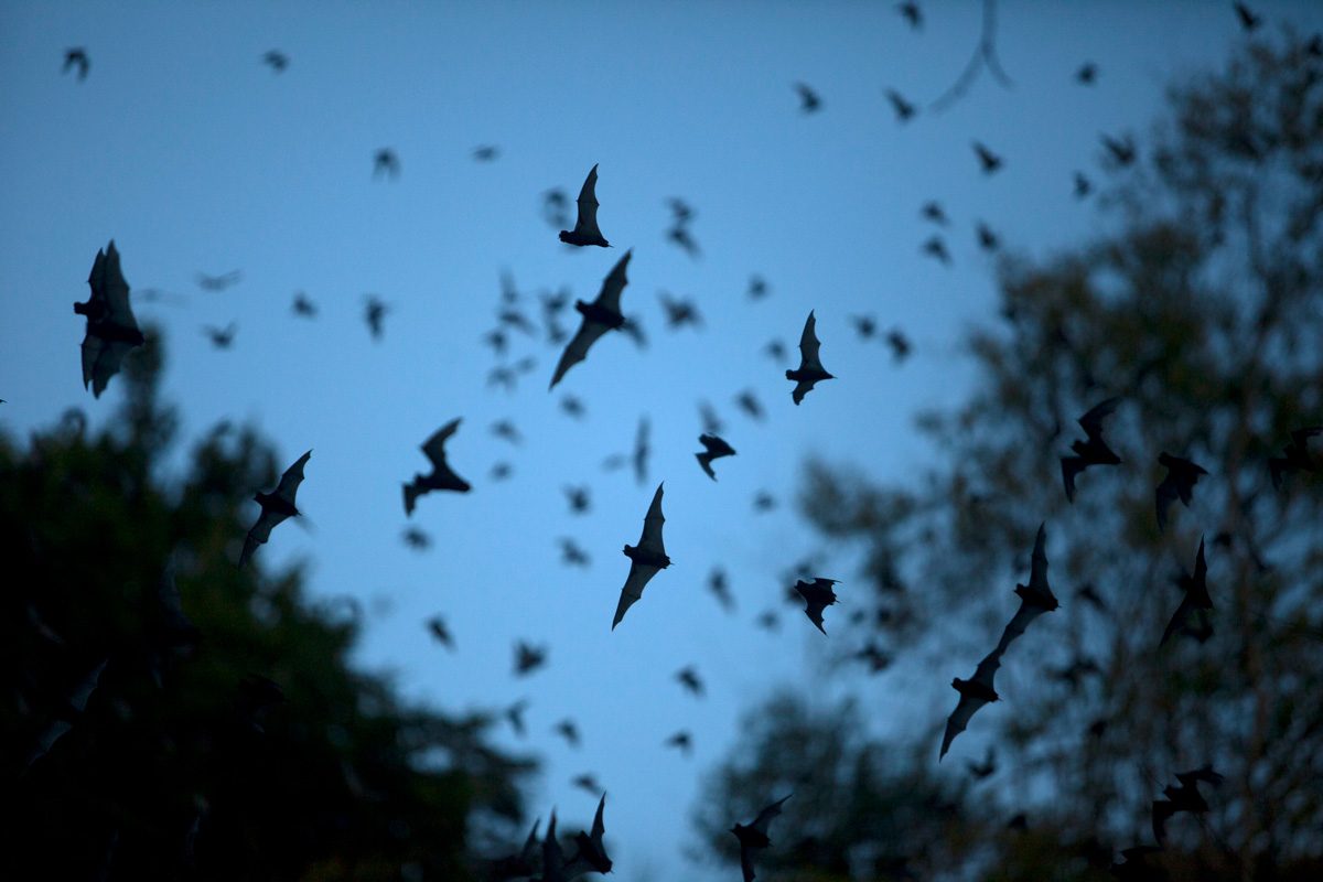 bats flying in the evening