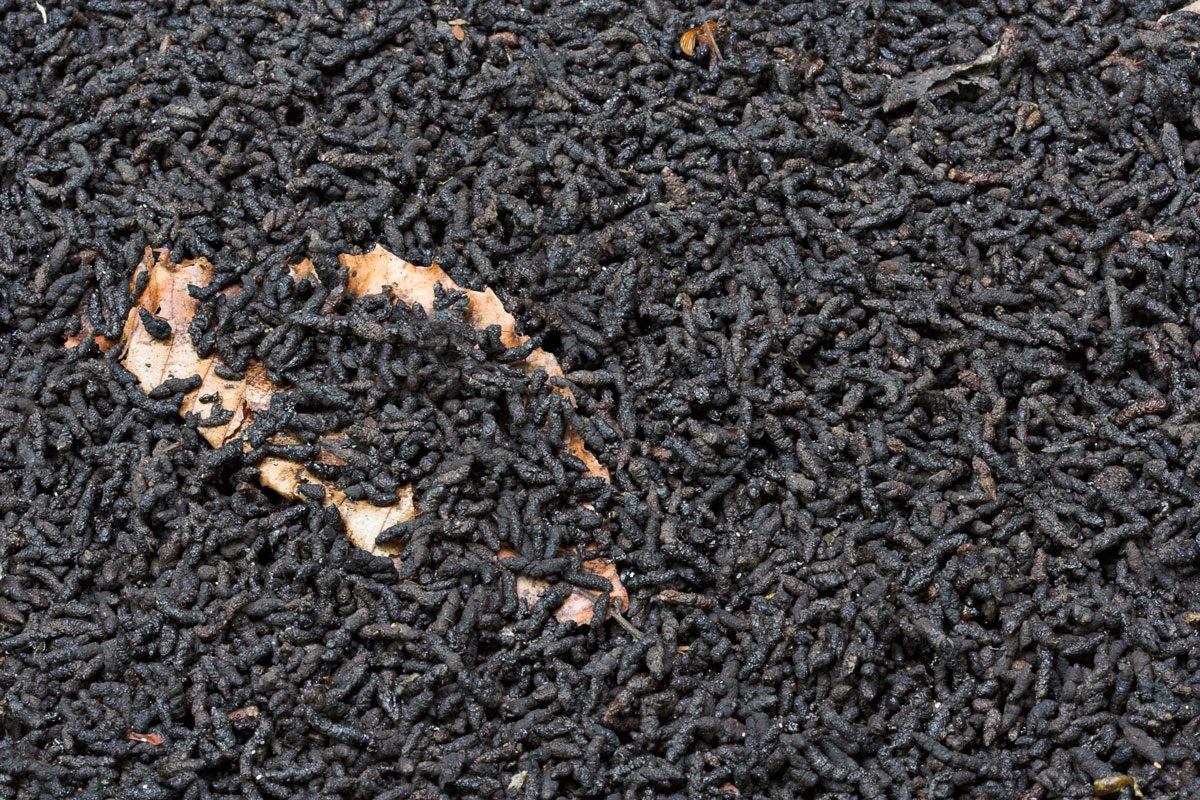 pile of bat droppings